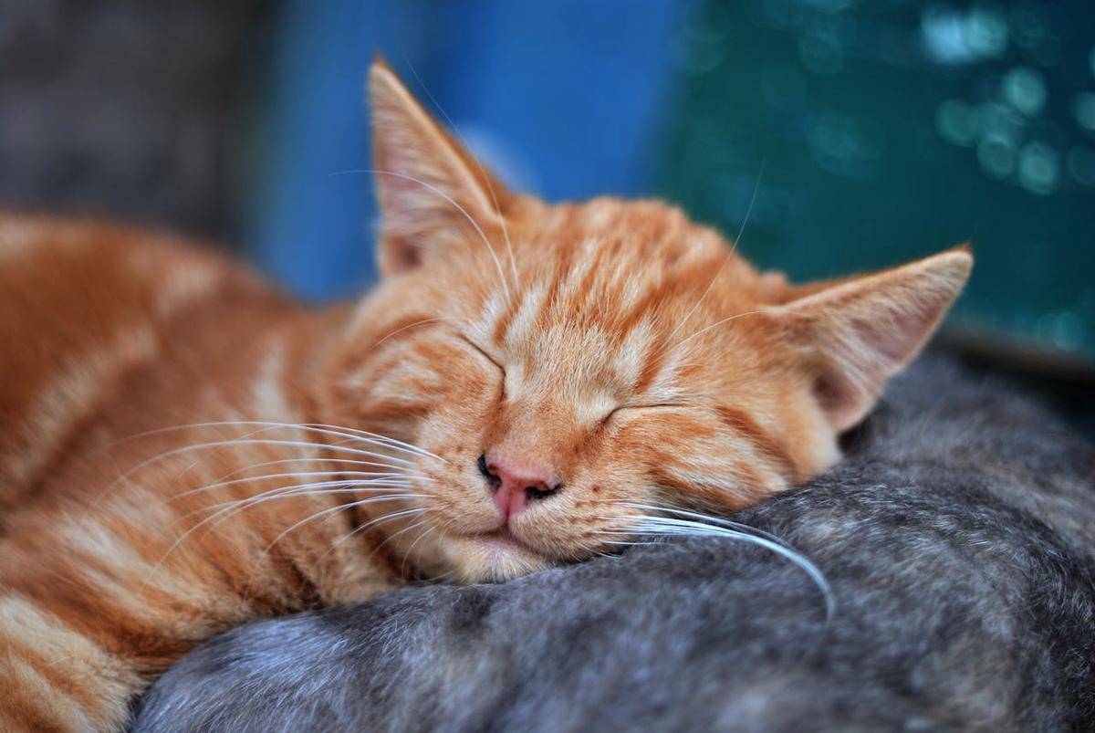 kucing tidur