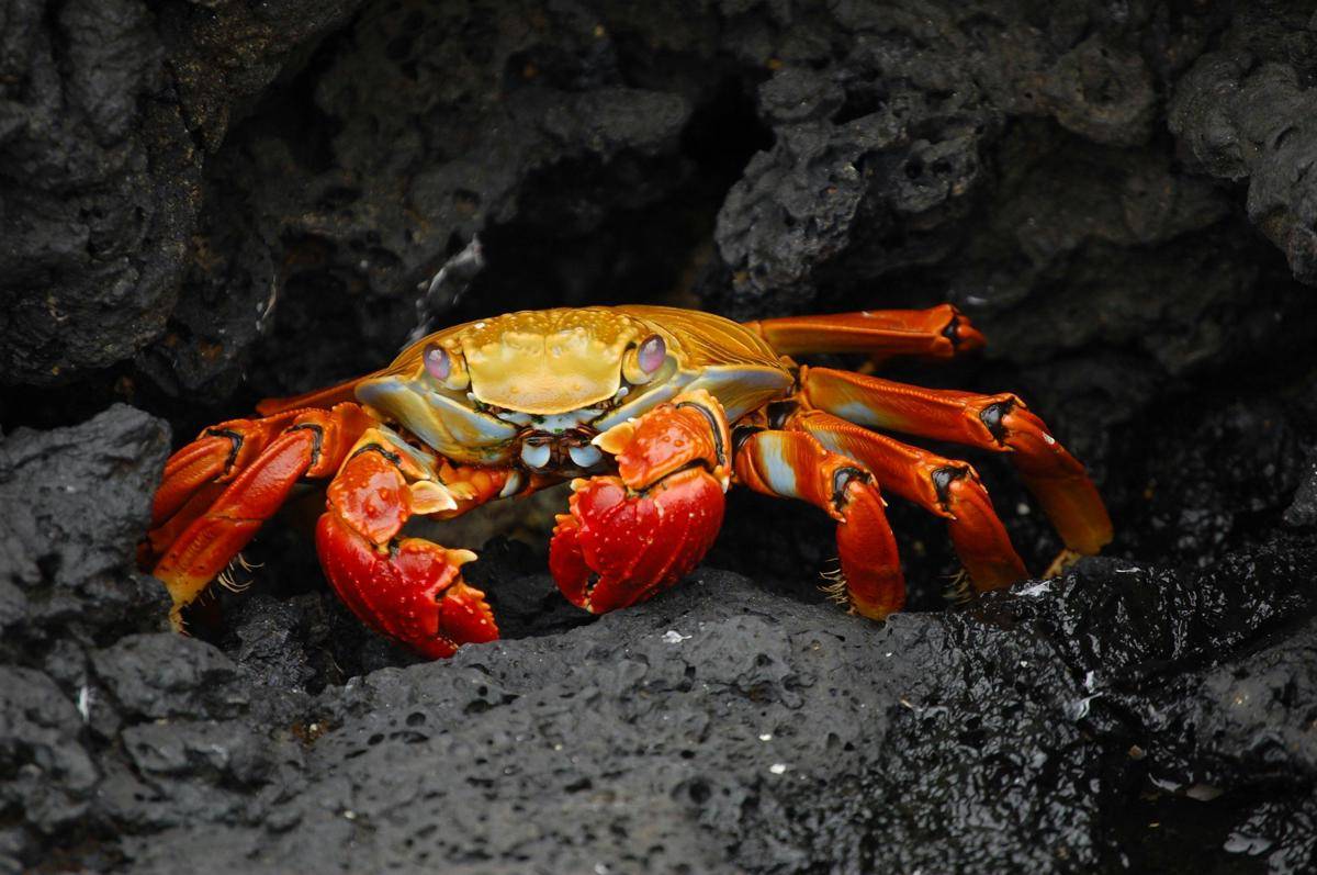 Kepiting