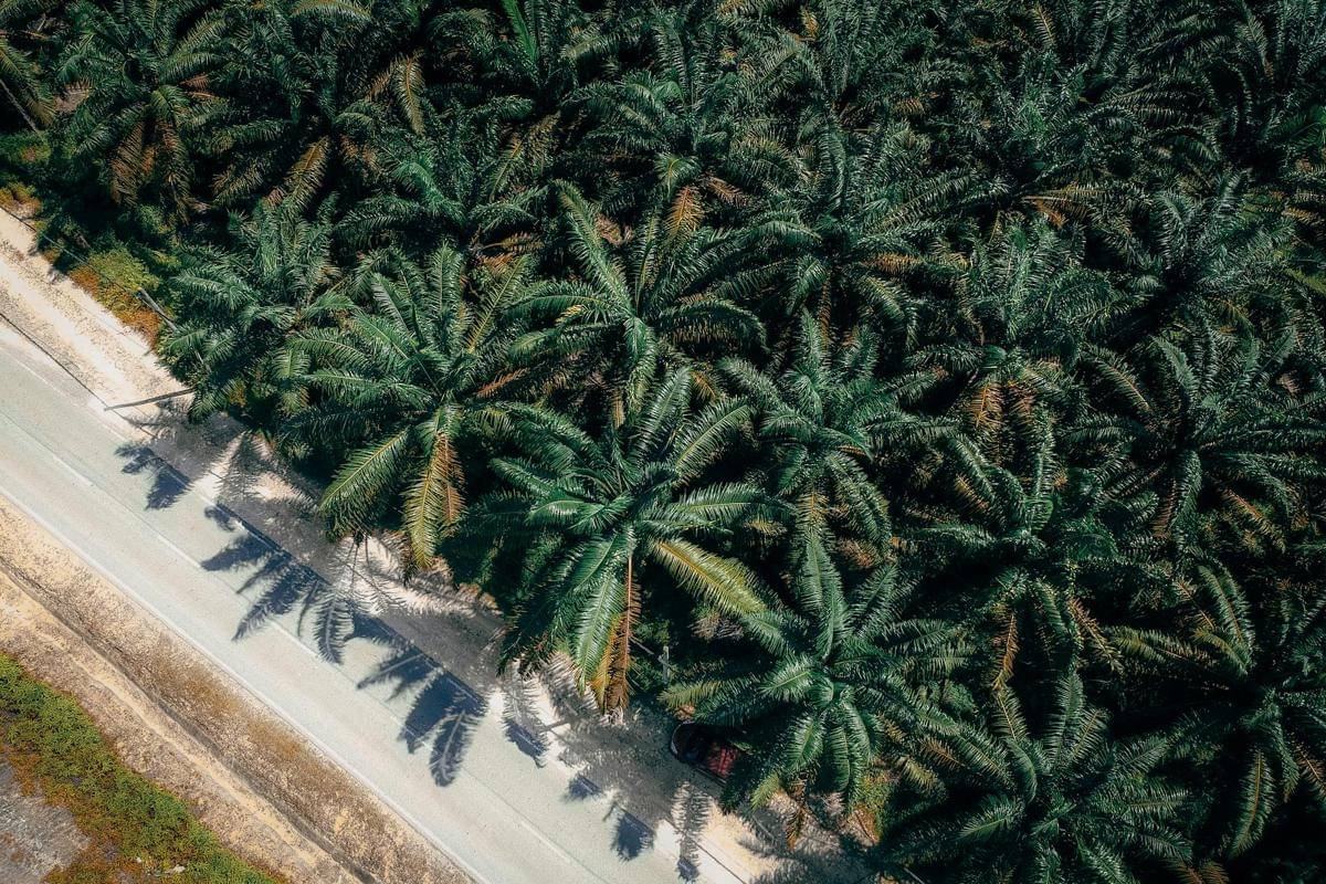 lahan perkebunan kelapa sawit