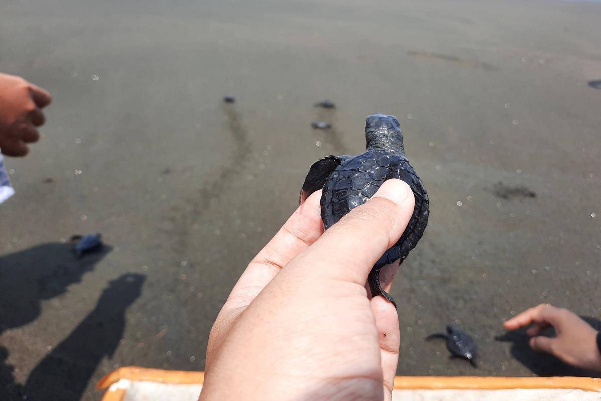potret melepas tukik di Pantai Sodong, Cilacap