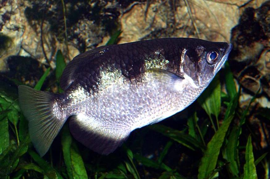 Ikan Archerfish