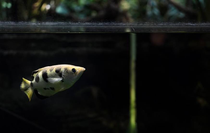 Ikan Archerfish