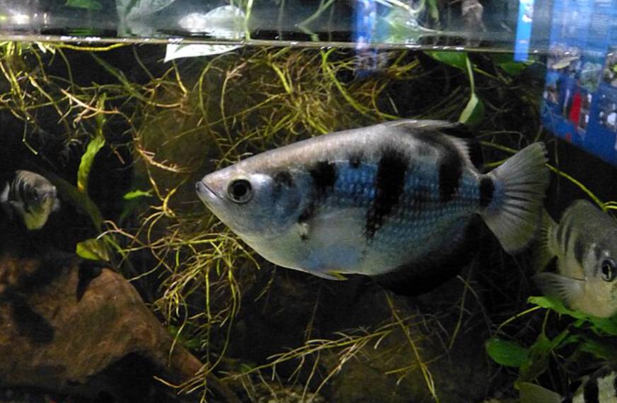 Ikan Archerfish