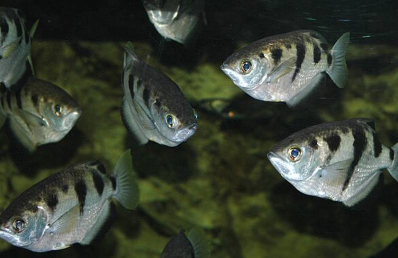 Ikan Archerfish