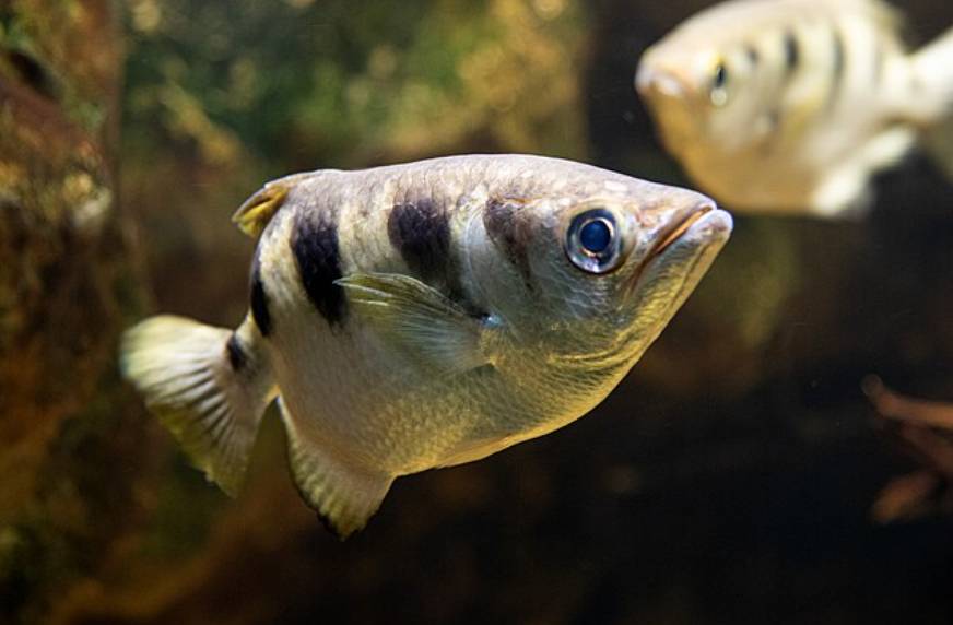 Ikan Archerfish