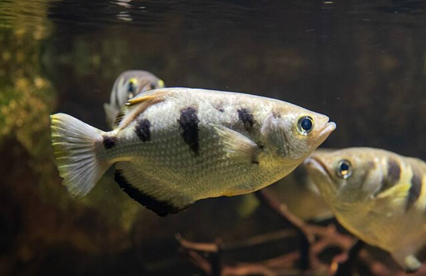 Ikan Archerfish