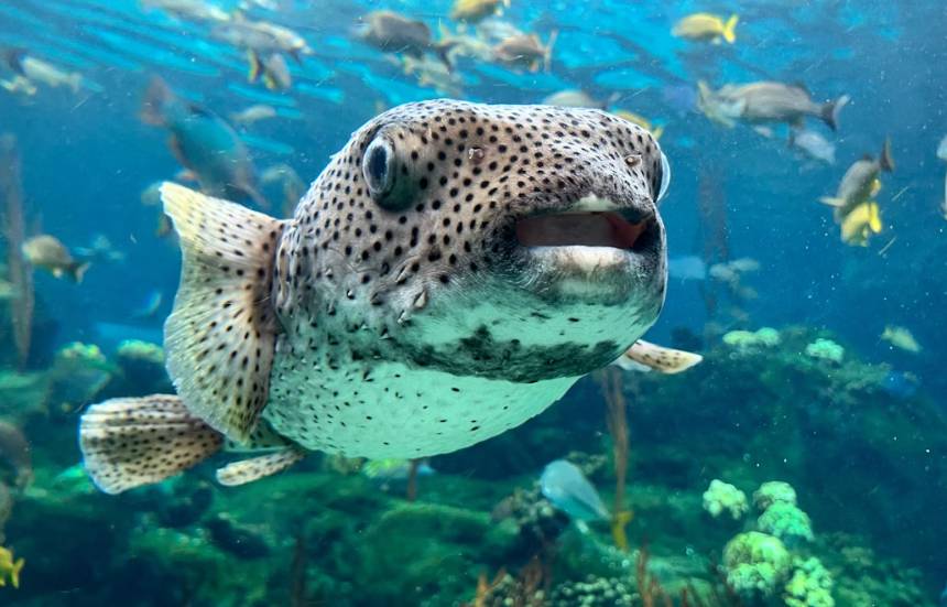 Ikan Puffer