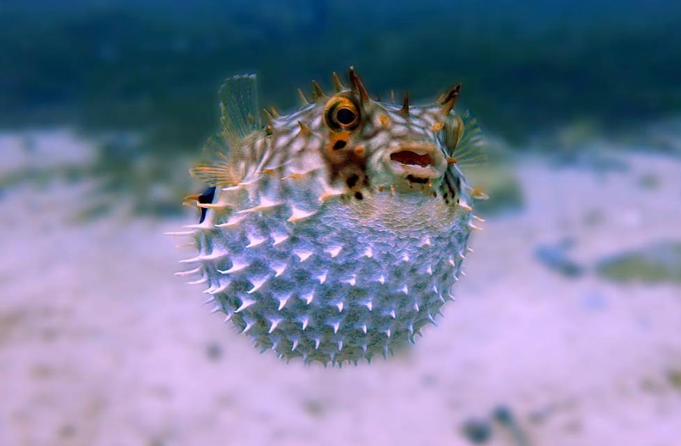 Ikan Puffer