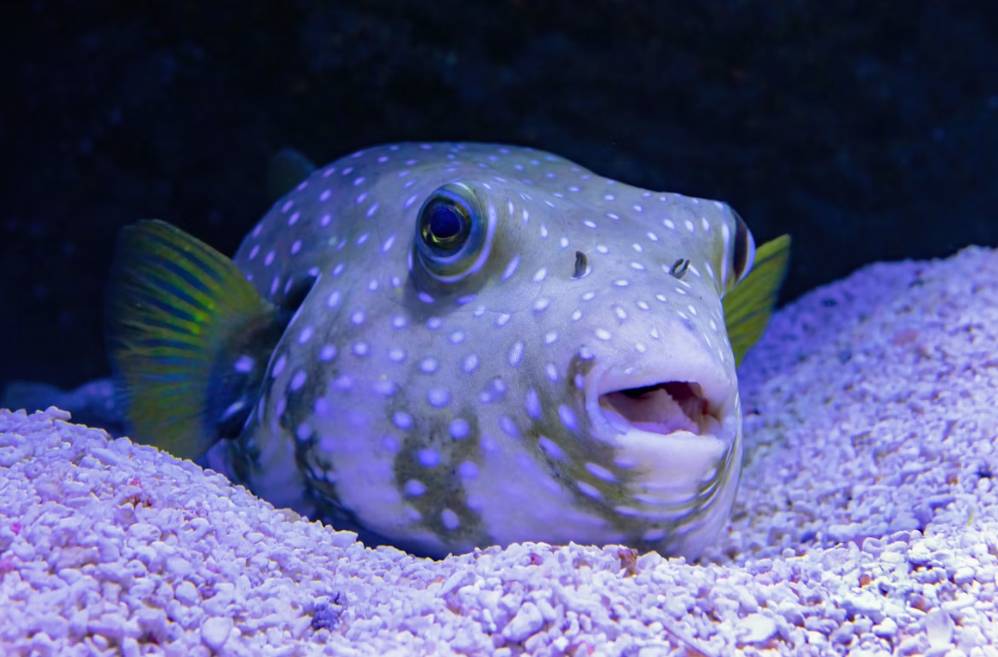 Ikan Puffer