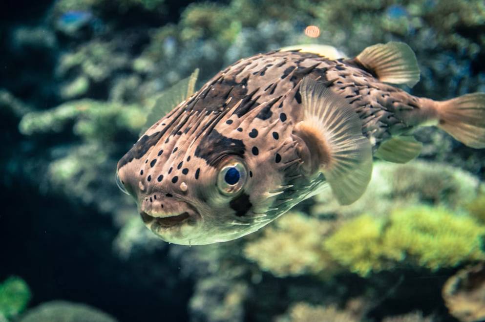 Ikan Puffer