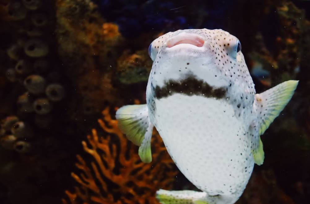 Ikan Puffer