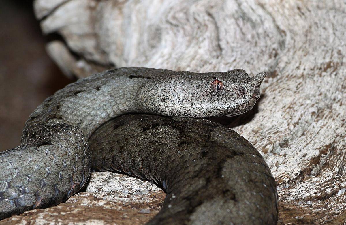viper berhidung tanduk