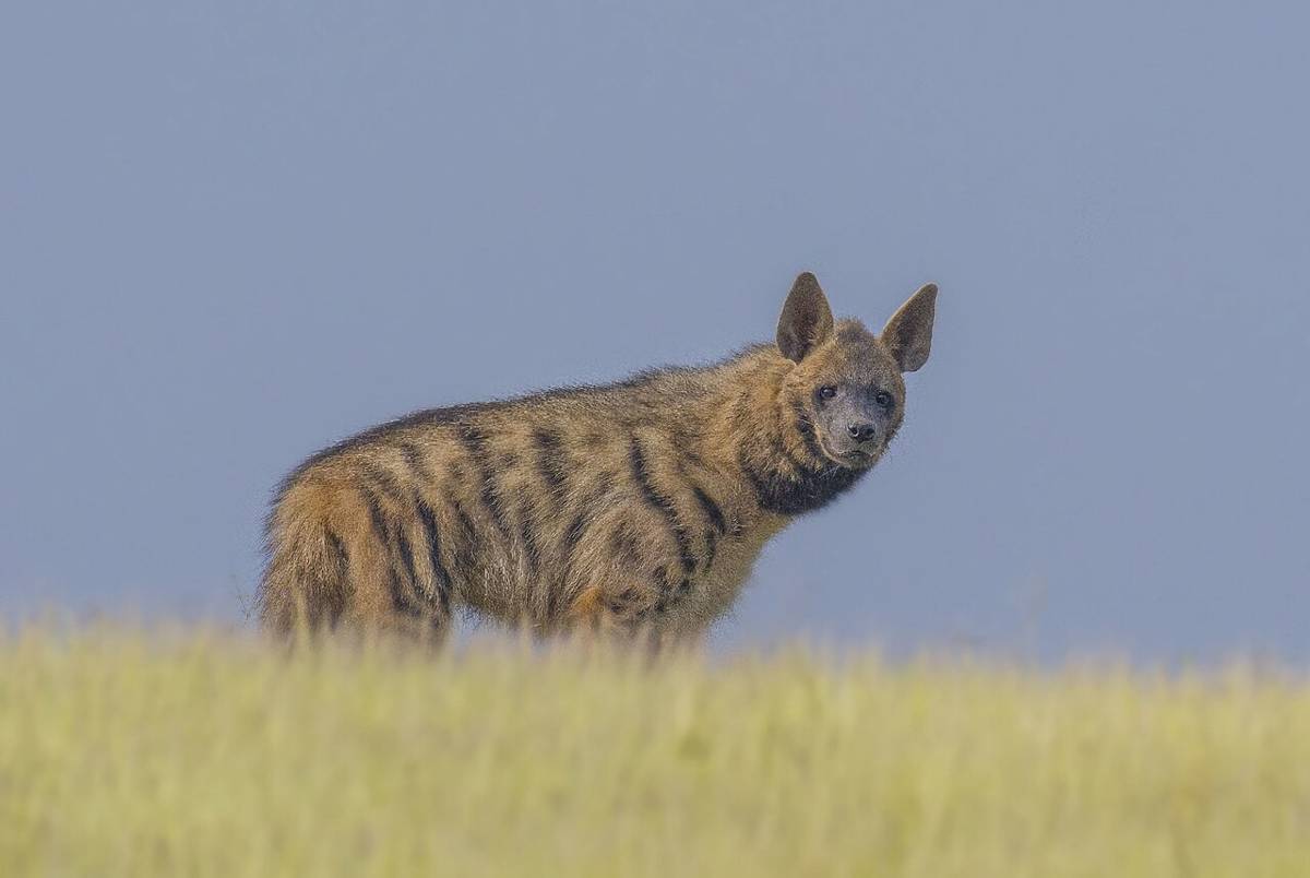 hyena