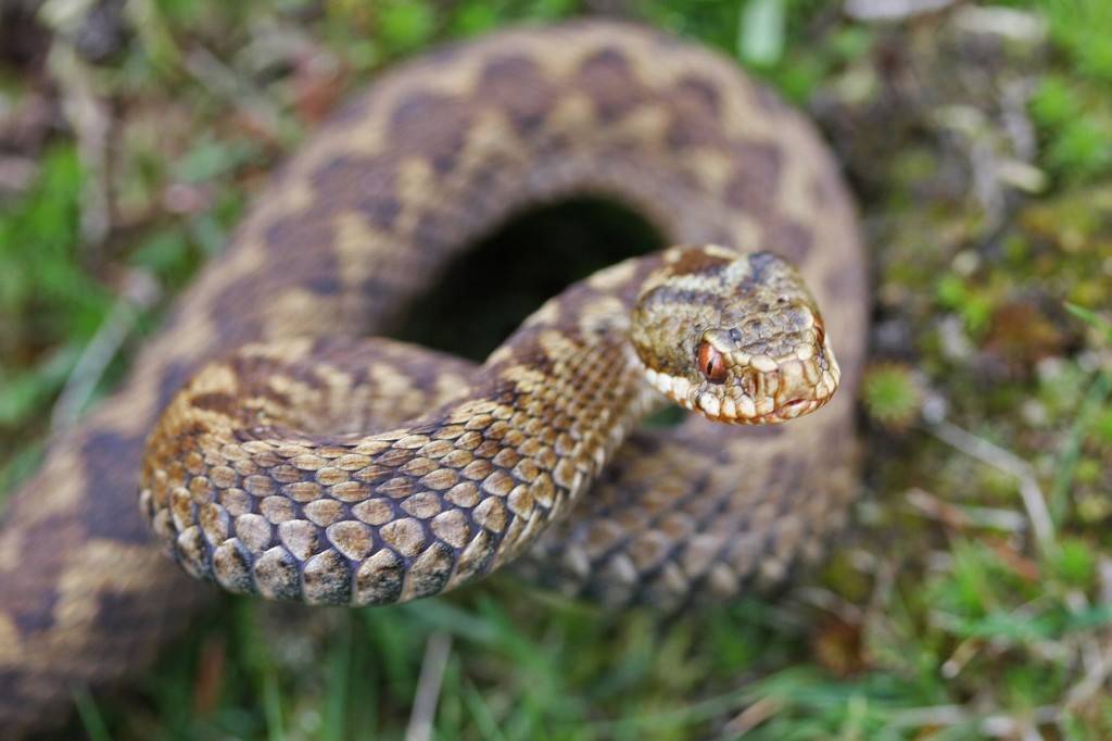 adder eropa