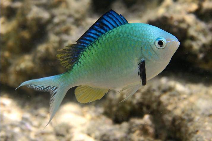 Chromis Viridis