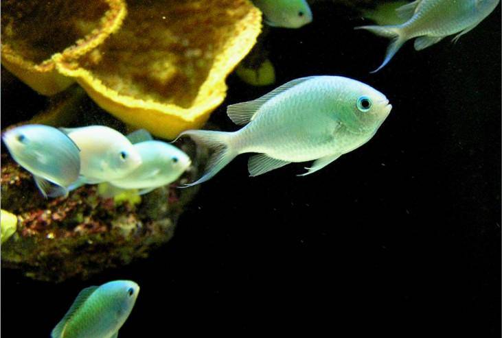 Chromis Viridis