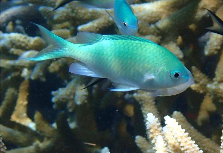 Chromis Viridis