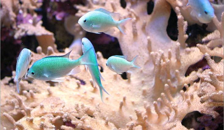 Chromis Viridis