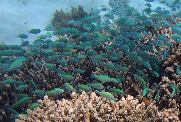 Chromis Viridis