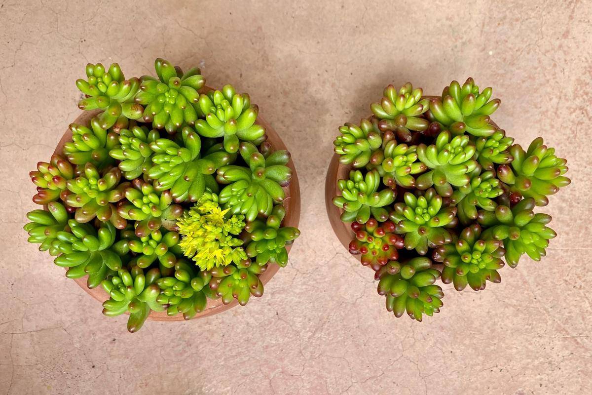 ilustrasi tanaman sedum mini (instagram.com/elbrus_flowers)