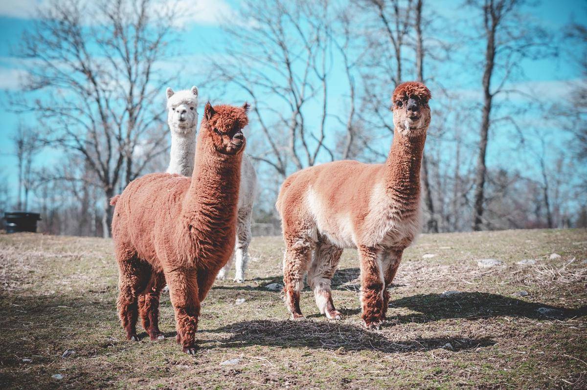 Alpaca