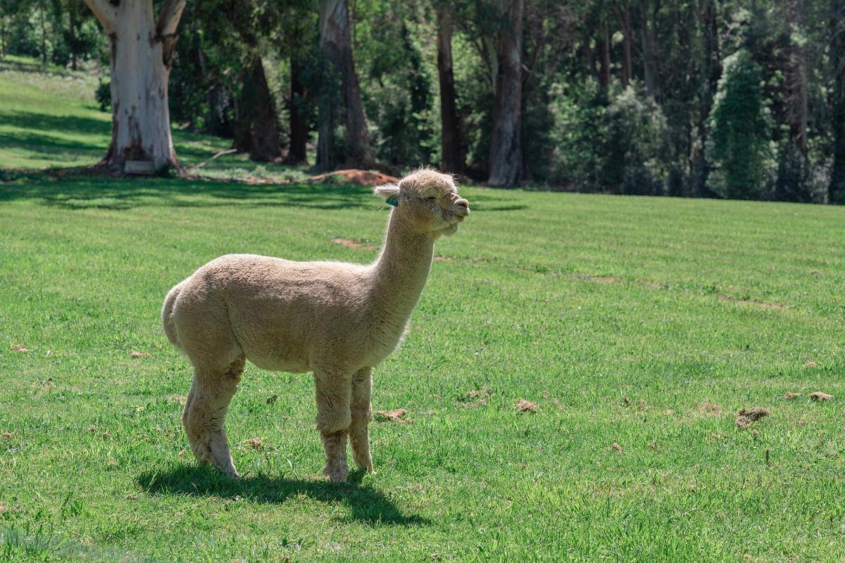 Alpaca