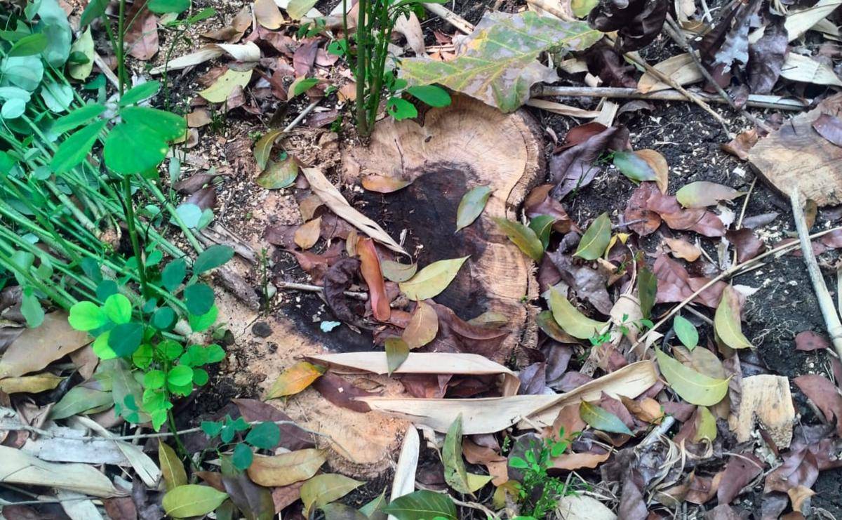 Penyidik olah TKP pencurian pohon Sonokeling di Sedayu Bantul.(Dok. Humas Polres Bantul)