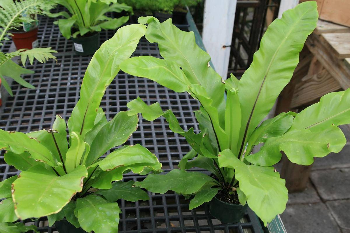 ilustrasi tanaman bird’s nest fern 