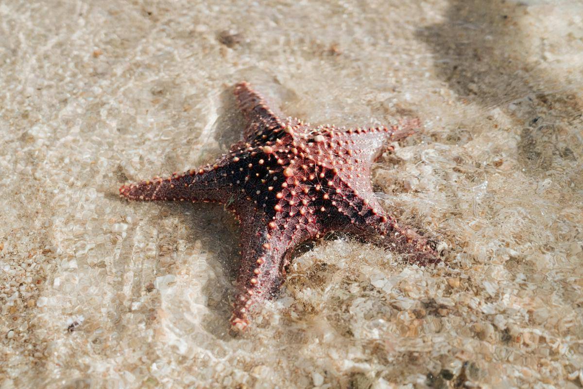 Bintang laut