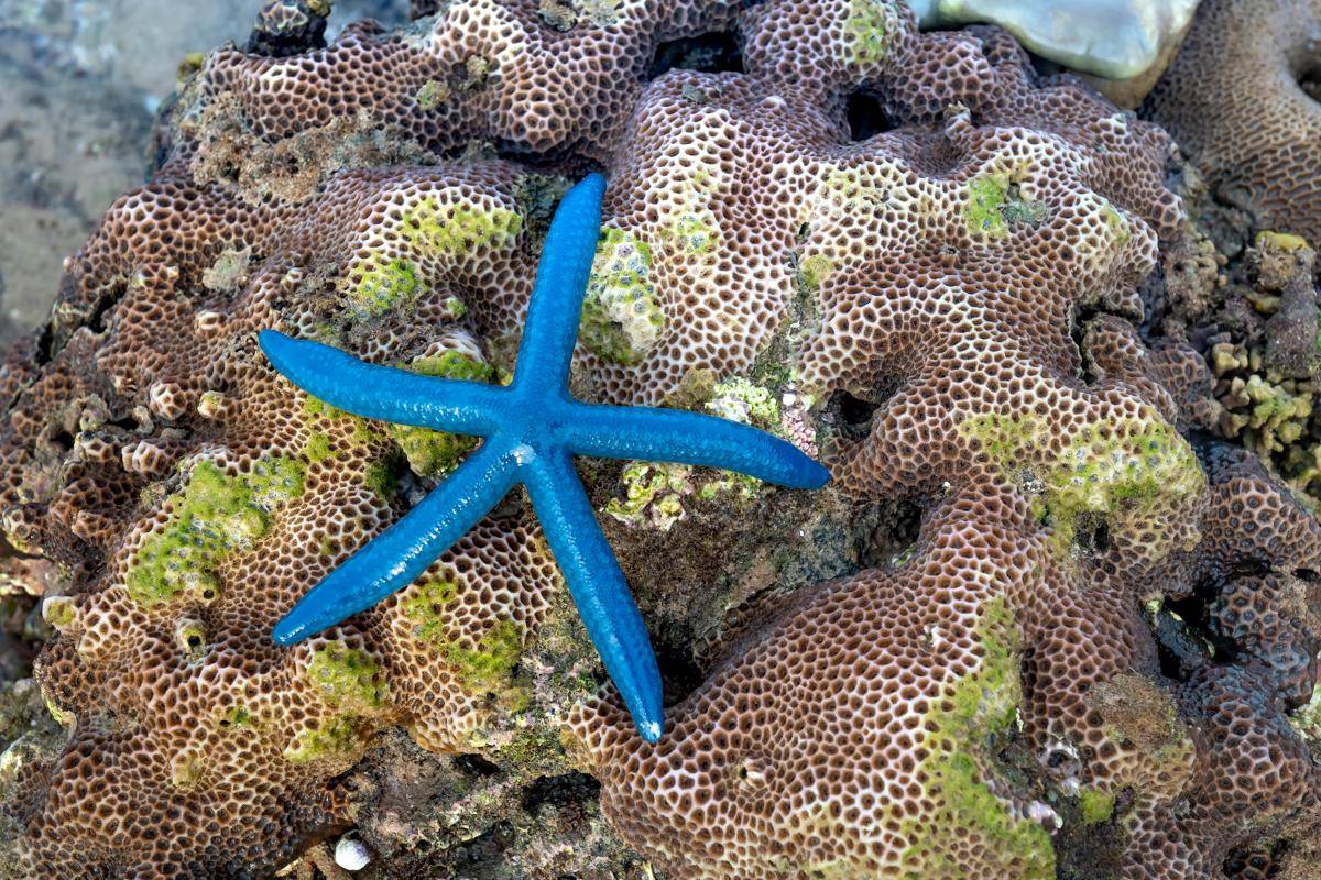 Bintang laut