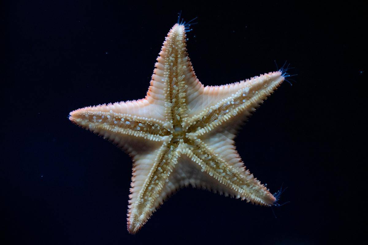 Bintang laut