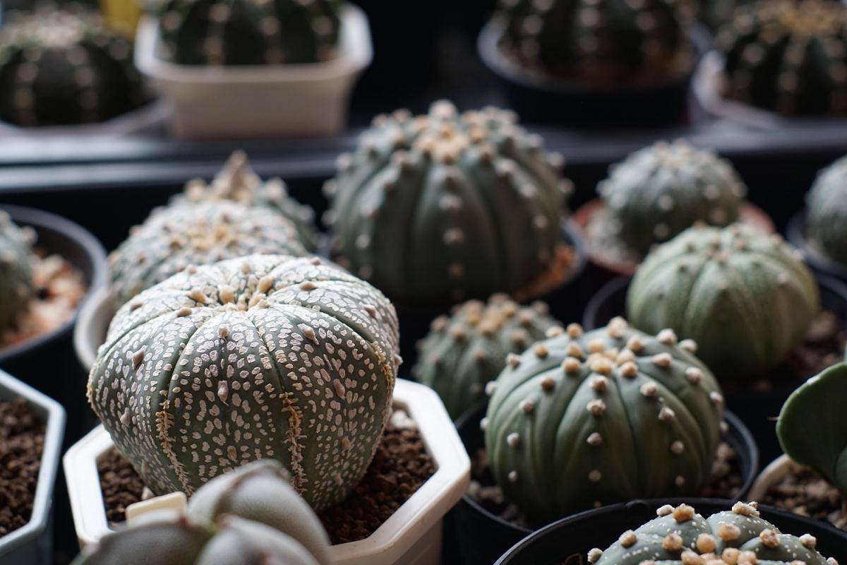 ilustrasi tanaman kaktus mini astrophytum