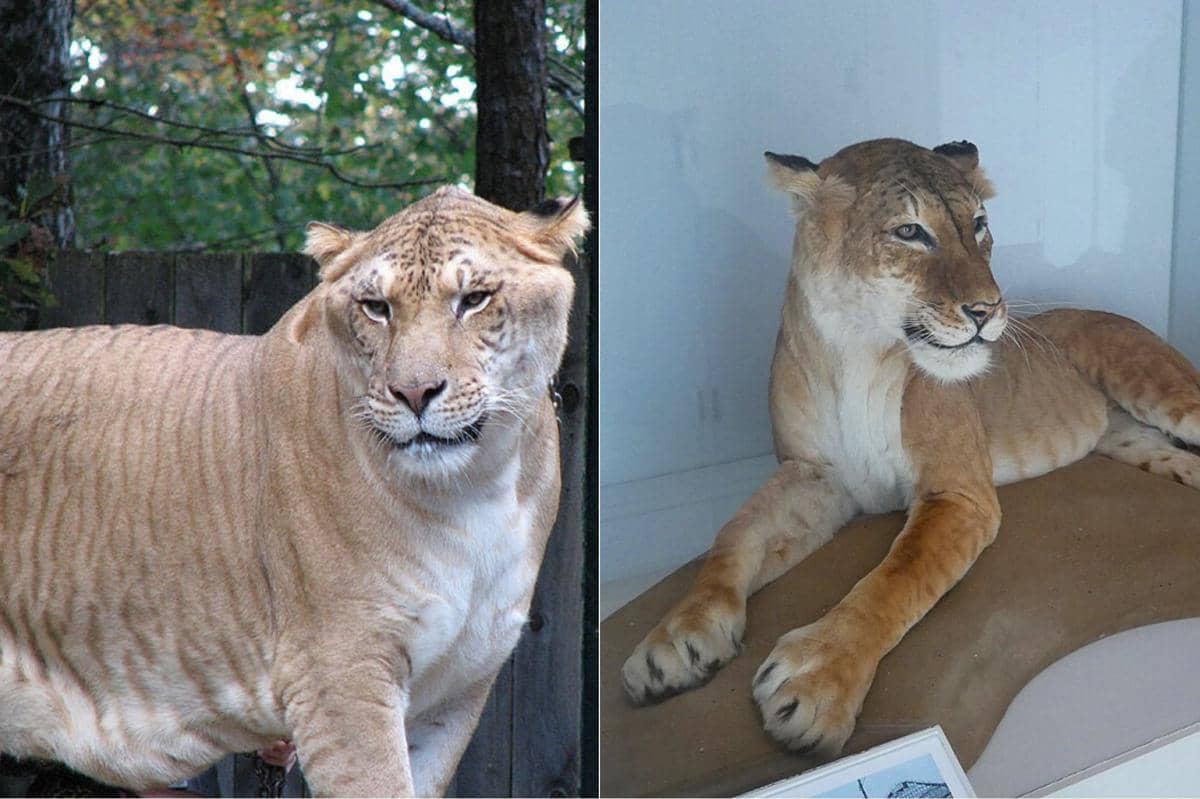Perbedaan Liger dan Tigon, Hibrida Kucing Besar yang Sangat Kuat