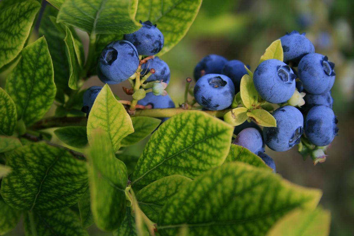 Ilustrasi tanaman blueberry (unsplash.com/Élisabeth Joly)