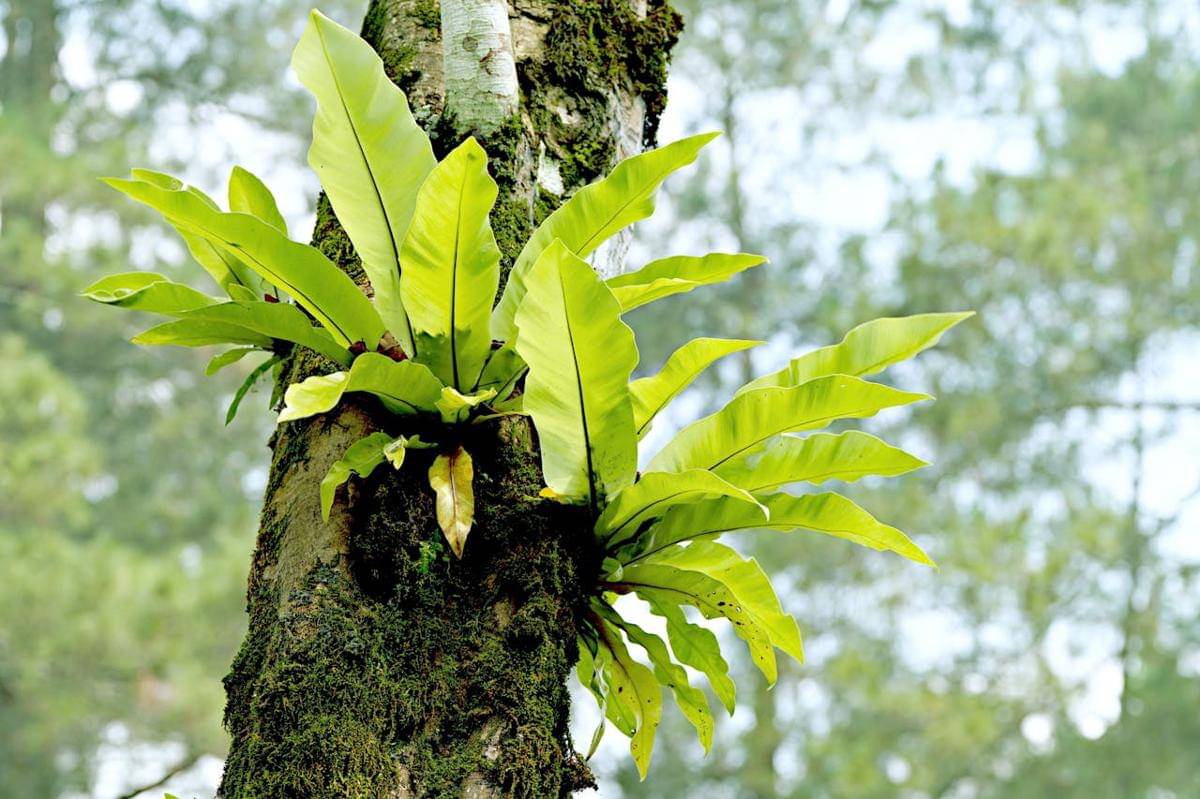 ilustrasi tanaman bird’s nest fern (pexels.com/hartono subagio)