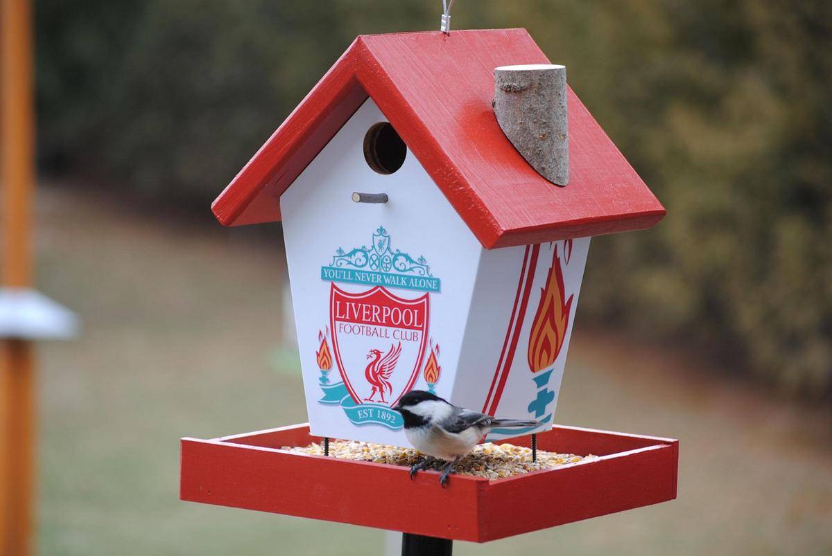 ilustrasi rumah burung dengan logo Liverpool FC
