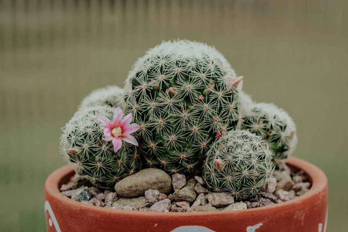 ilustrasi tanaman kaktus mini mammillaria