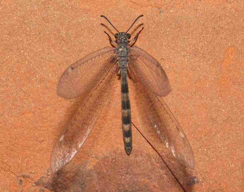 Serangga Cantik yang Ternyata Predator Beracun