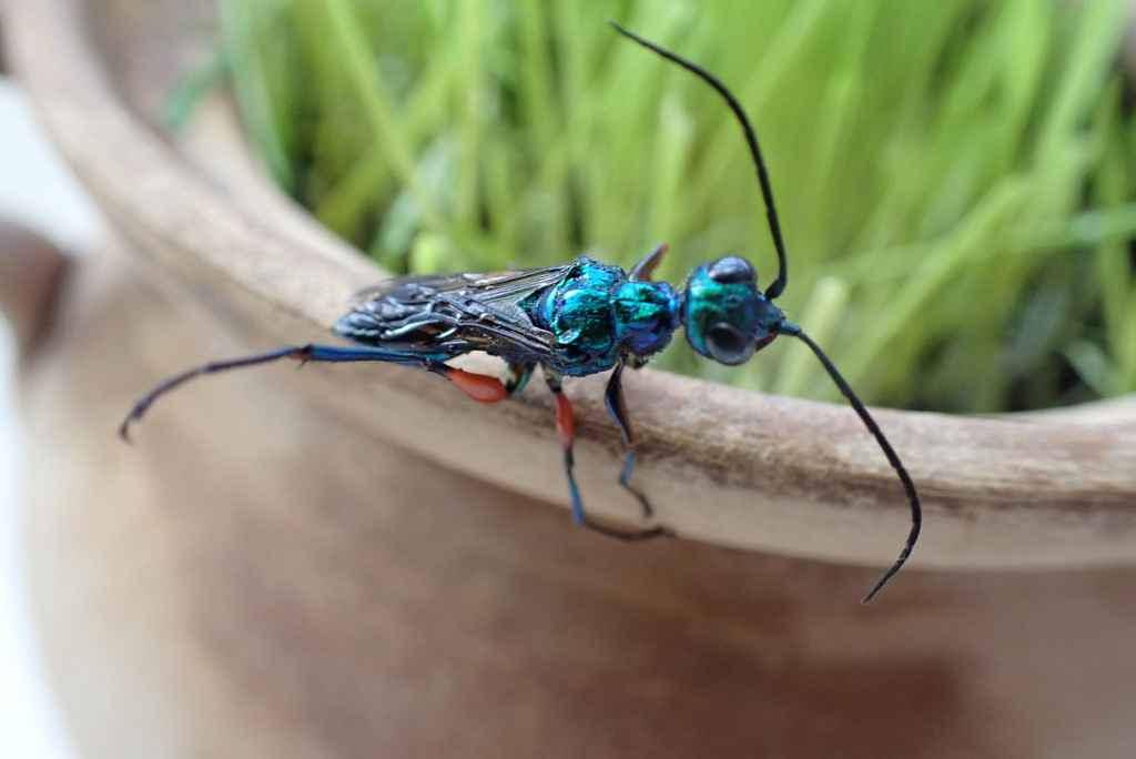 Serangga Cantik yang Ternyata Predator Beracun