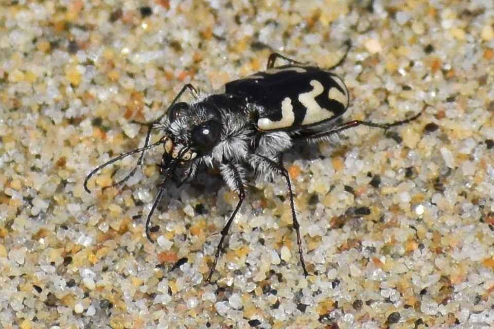 Serangga Cantik yang Ternyata Predator Beracun