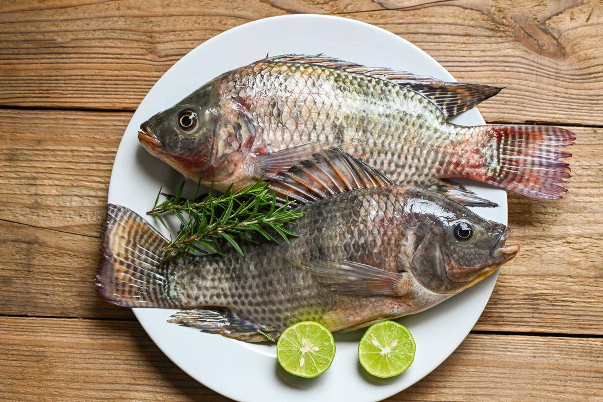 ilustrasi ikan nila yang masih segar