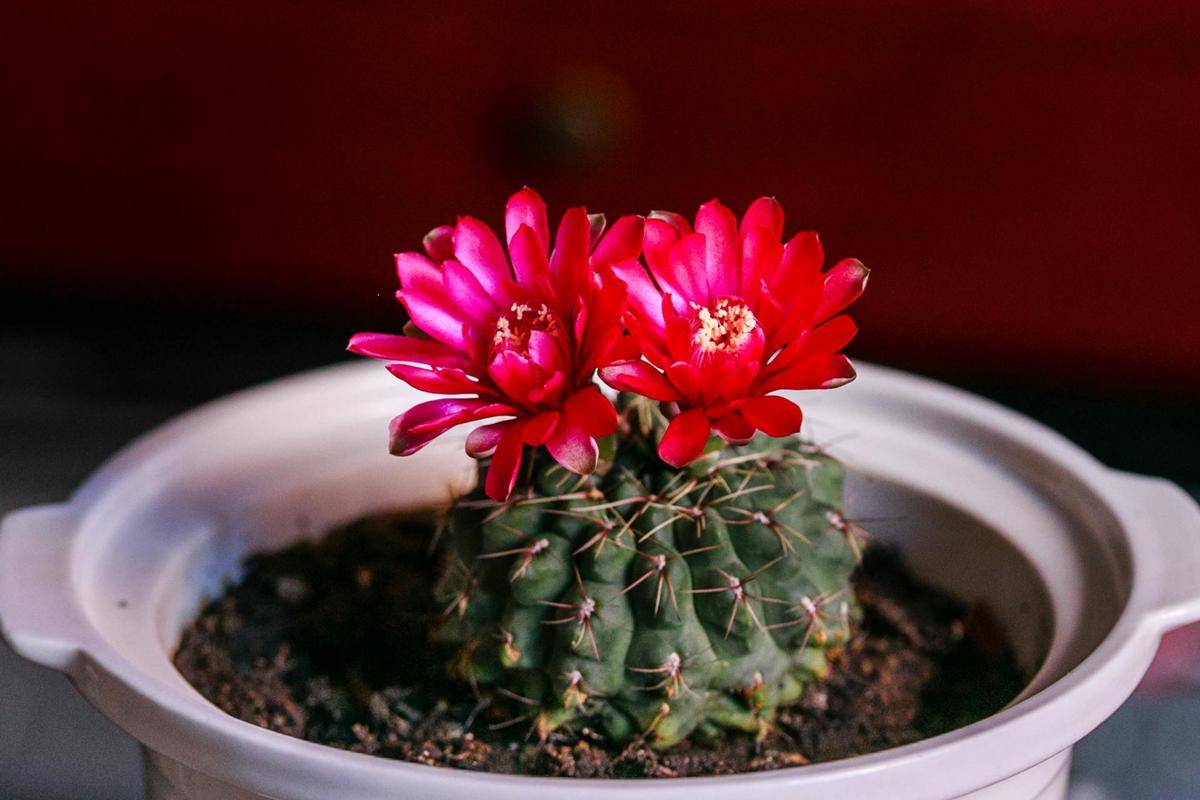 ilustrasi tanaman kaktus echinopsis
