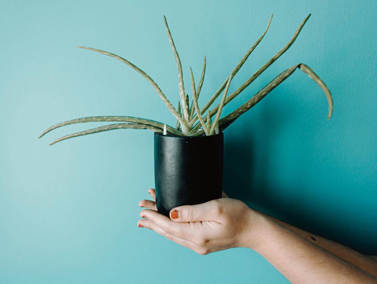 ilustrasi tanaman aloe vera mini (pexels.com/Ave Calvar Martinez)