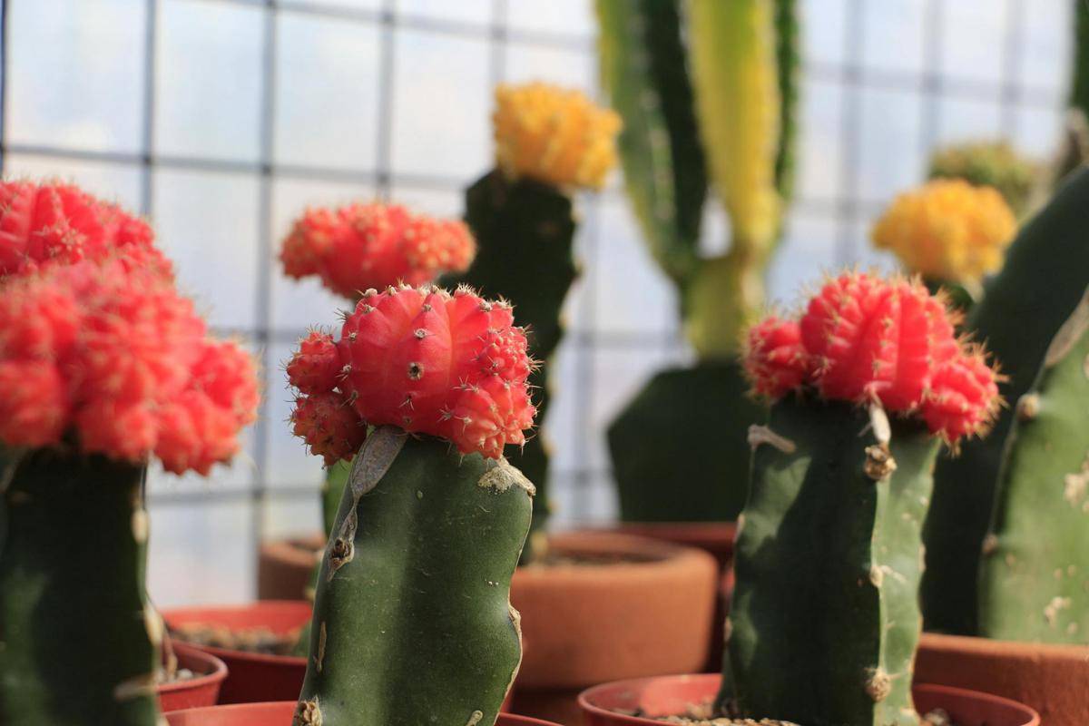 ilustrasi tanaman moon cactus