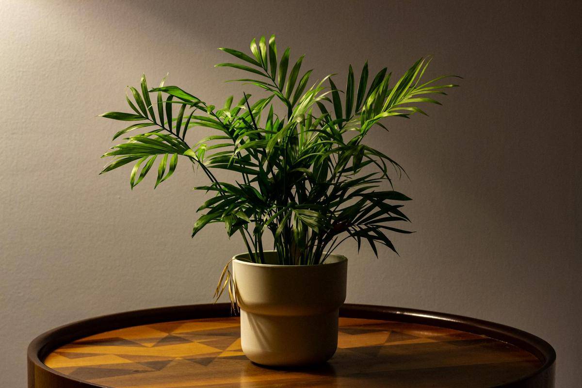 ilustrasi tanaman parlor palm