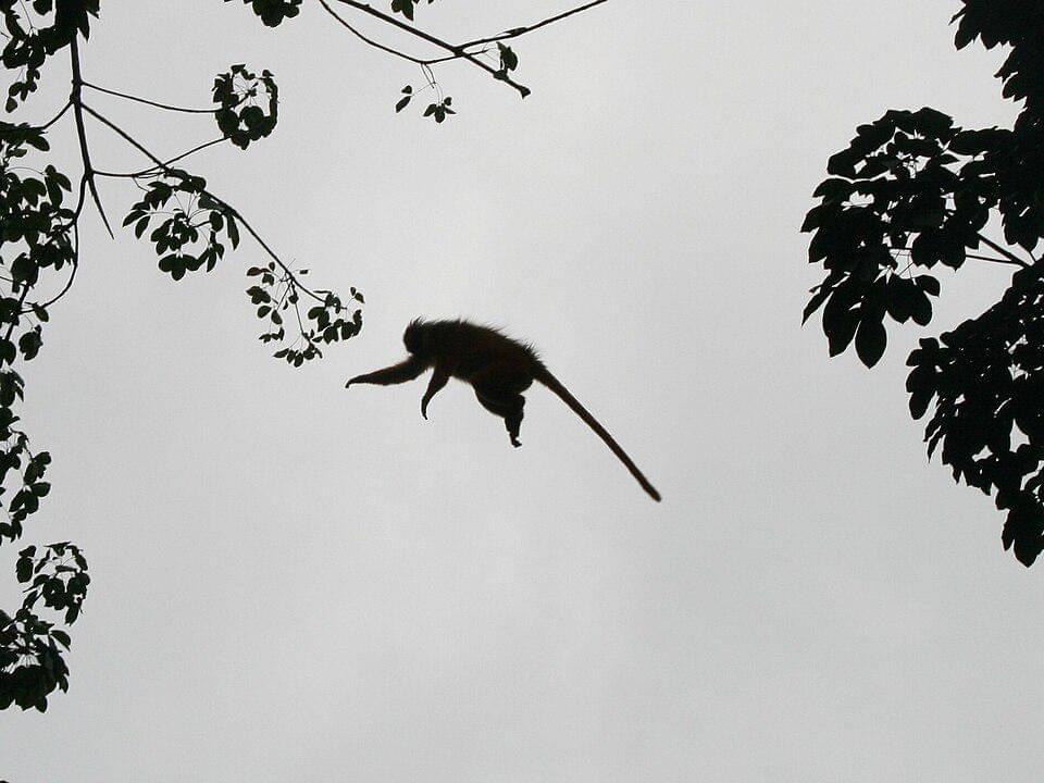 seekor surili yang melompat dari pohon