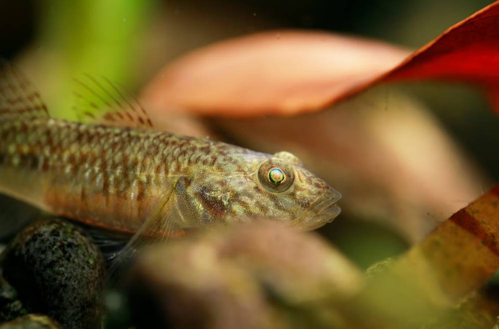 Ikan Gobi