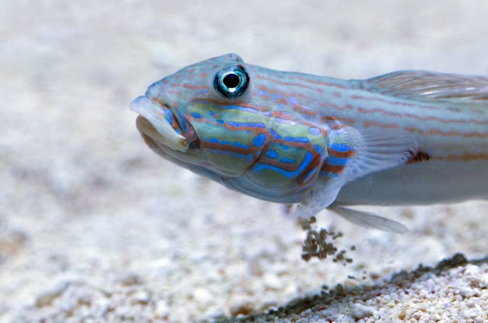 Ikan Gobi