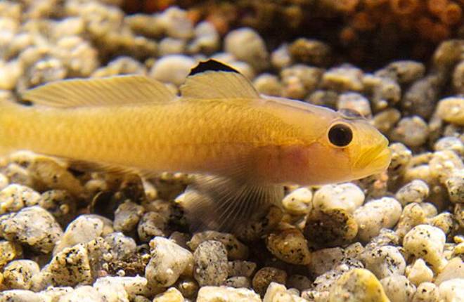 Ikan Gobi