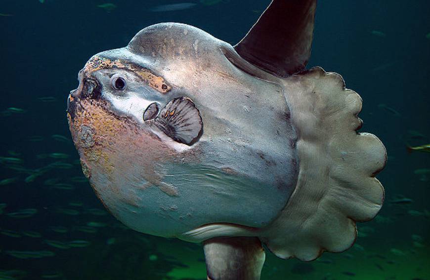 potret ikan mola-mola